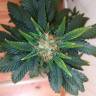семена конопли наложенным платежом Auto Amnesia Gold feminised Pyramid Seeds
