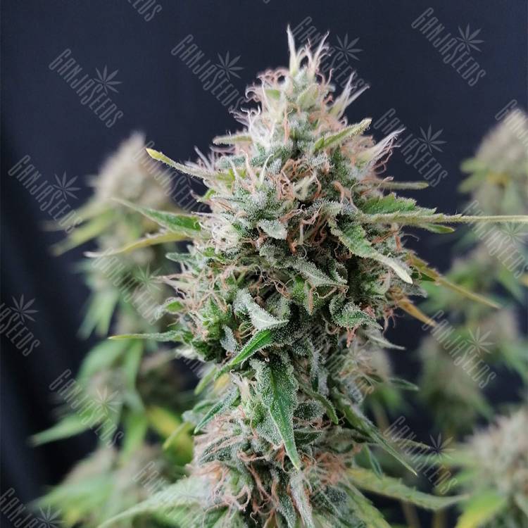 семена конопли с доставкой Candy Kush Express (Fast Flowering) feminised Royal Queen семена конопли с доставкой Candy Kush Express (Fast Flowering) feminised Royal Queen