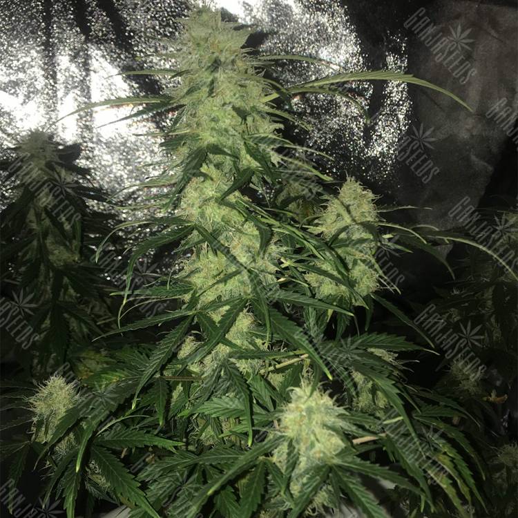 Семена конопли Auto Critical XXL feminised Ganja Seeds Семена конопли Auto Critical XXL feminised Ganja Seeds