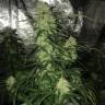 Семена конопли Auto Critical XXL feminised Ganja Seeds Семена конопли Auto Critical XXL feminised Ganja Seeds