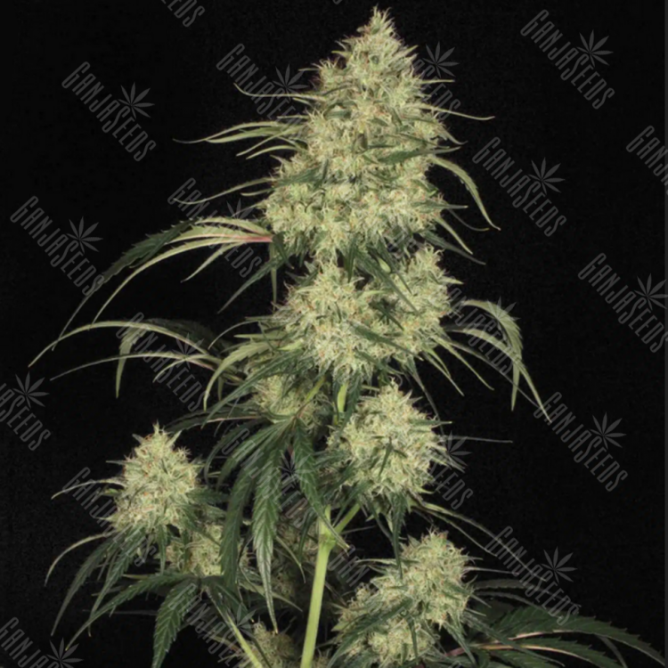 Семена Atomical Haze feminised Ganja Seeds