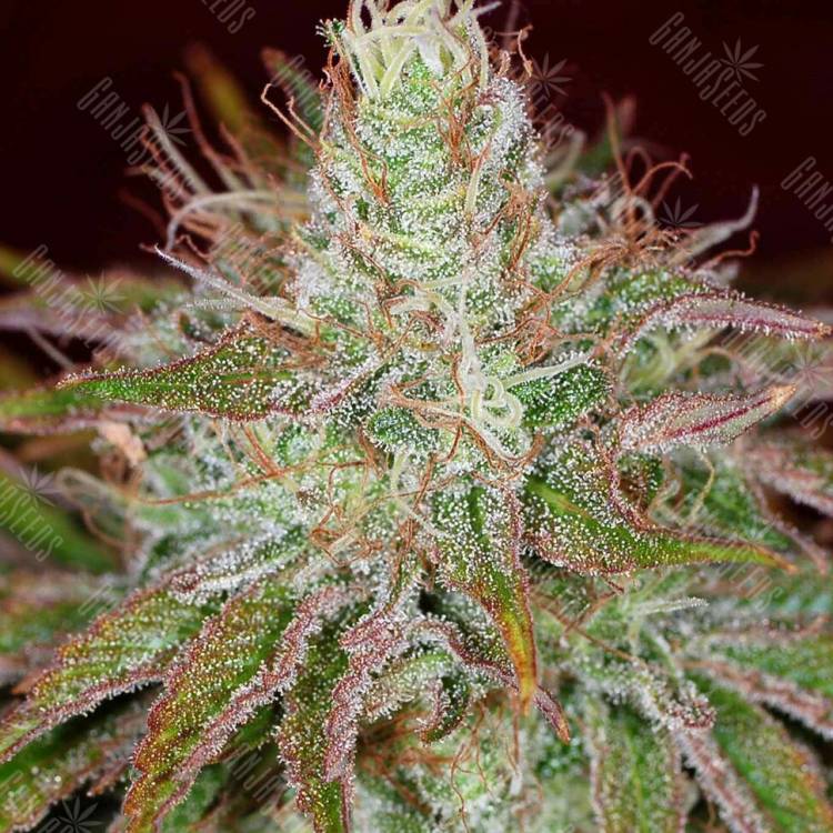семена конопли наложенным платежом Pure Kush feminised Green House Seeds семена конопли наложенным платежом Pure Kush feminised Green House Seeds