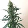 Auto Mazar feminised Breeders Community Seeds