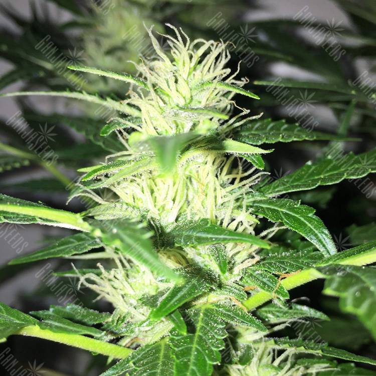 Auto Mazar feminised Breeders Community Seeds