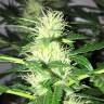 Auto Mazar feminised Breeders Community Seeds
