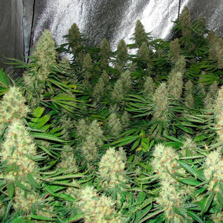Auto Mexican Airlines regular Ganja Seeds Auto Mexican Airlines regular Ganja Seeds