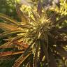 семена конопли Red Dragon feminised Barneys Farm