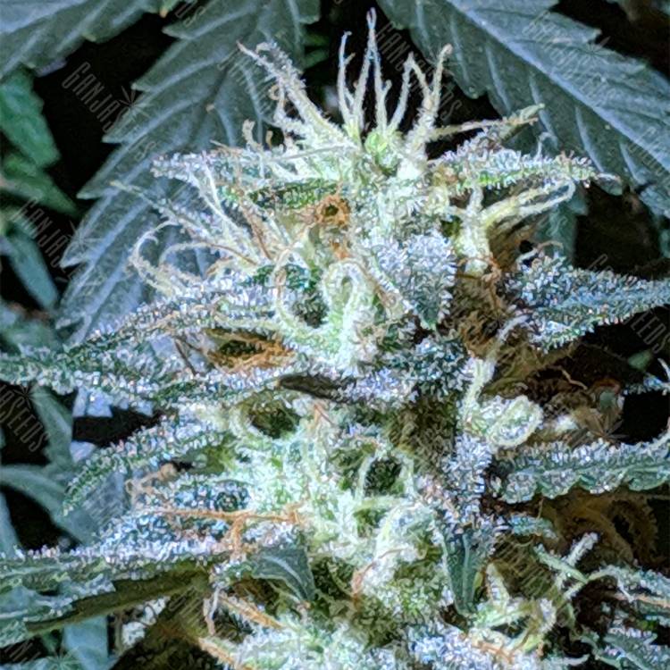 заказать качественные семена конопли Auto Anesthesia feminised Pyramid Seeds