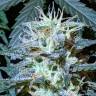 заказать качественные семена конопли Auto Anesthesia feminised Pyramid Seeds