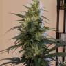 хорошие семена конопли Auto Anesthesia feminised Pyramid Seeds
