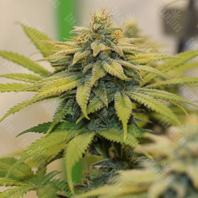 семена конопли f1 в оригинальной упаковке Chocolate Haze feminised Royal Queen семена конопли f1 в оригинальной упаковке Chocolate Haze feminised Royal Queen