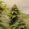 семена конопли феминизированные Chocolate Haze feminised Royal Queen семена конопли феминизированные Chocolate Haze feminised Royal Queen