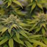 качественные семена конопли Chocolate Haze feminised Royal Queen качественные семена конопли Chocolate Haze feminised Royal Queen