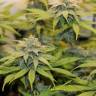 урожайные семена конопли Chocolate Haze feminised Royal Queen урожайные семена конопли Chocolate Haze feminised Royal Queen