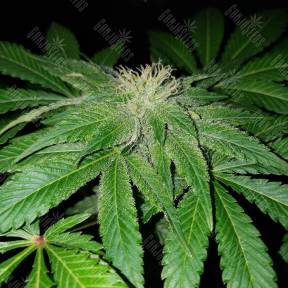 Big Devil F1 Fast Version feminised Sweet Seeds