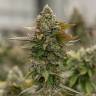 Auto Skywalker OG feminised Ganja Seeds семена