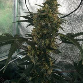 Auto White Widow CBD feminised Dutch Passion Seeds