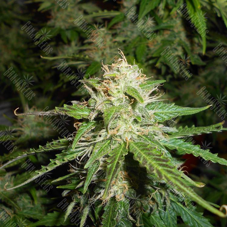 Auto Northern Lights feminised Breeders Community Seeds