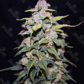 Blue Cheese regular Ganja Seeds
