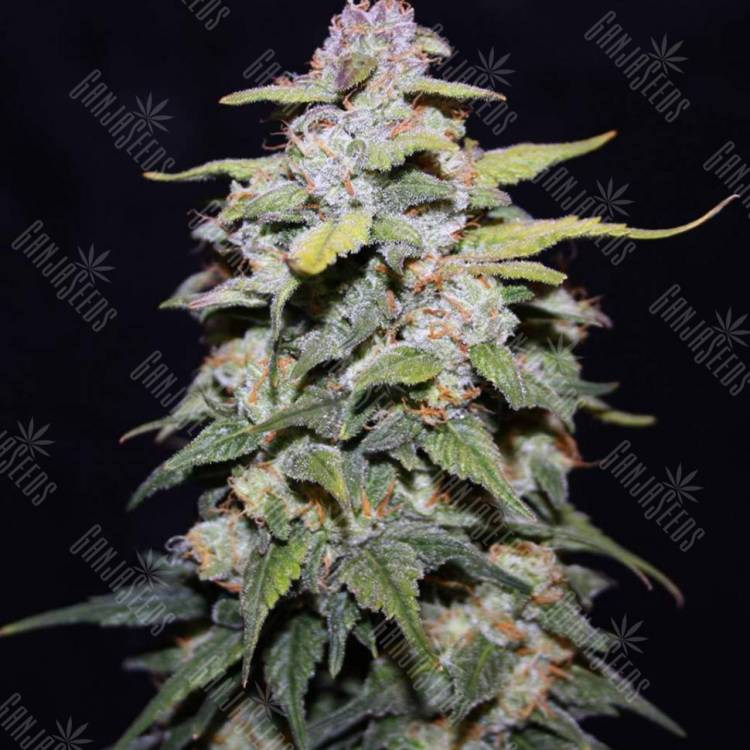 семена конопли Blue Cheese regular Ganja Seeds семена конопли Blue Cheese regular Ganja Seeds
