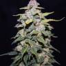 семена конопли Blue Cheese regular Ganja Seeds семена конопли Blue Cheese regular Ganja Seeds