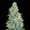 заказать на сайте семена конопли Sweet Tooth feminised Barneys Farm заказать на сайте семена конопли Sweet Tooth feminised Barneys Farm