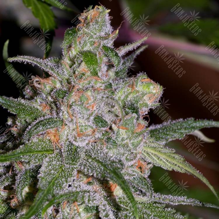 семена конопли почтой Sweet Tooth feminised Barneys Farm семена конопли почтой Sweet Tooth feminised Barneys Farm