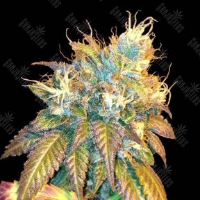 Sour Secret feminised DNA Genetics