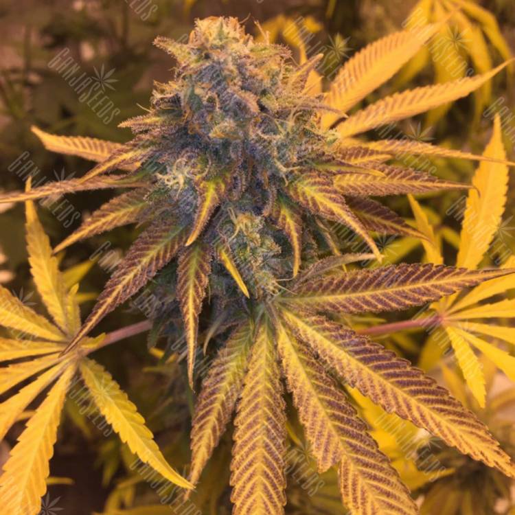 семена конопли наложенным платежом Blueberry Headband feminised Humboldt Seeds