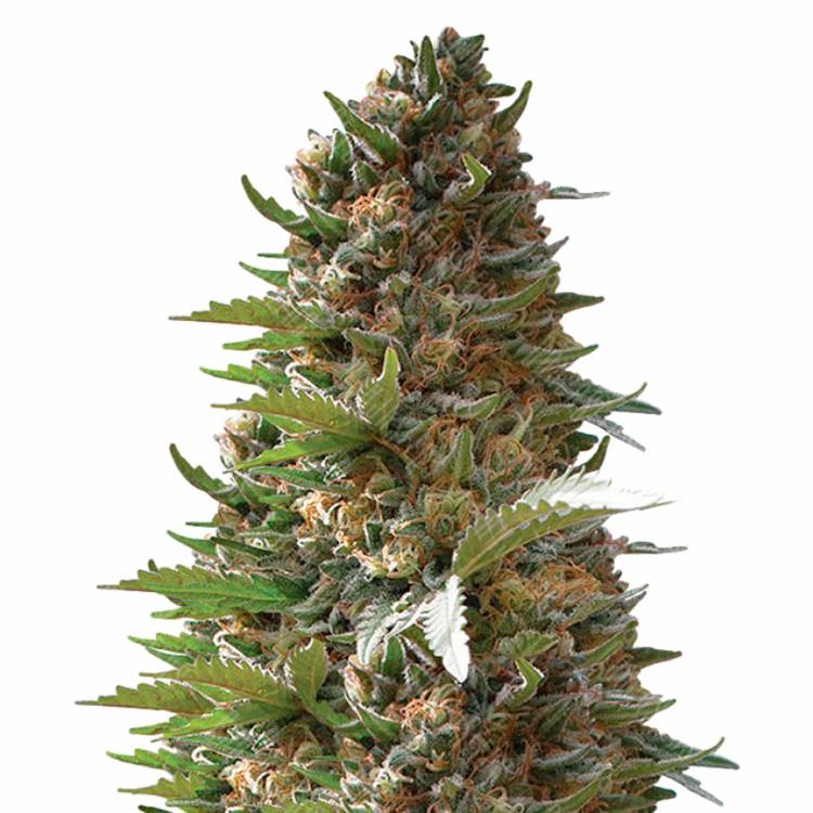 семена конопли аутдор Over Dawg feminised Medical Seeds семена конопли аутдор Over Dawg feminised Medical Seeds