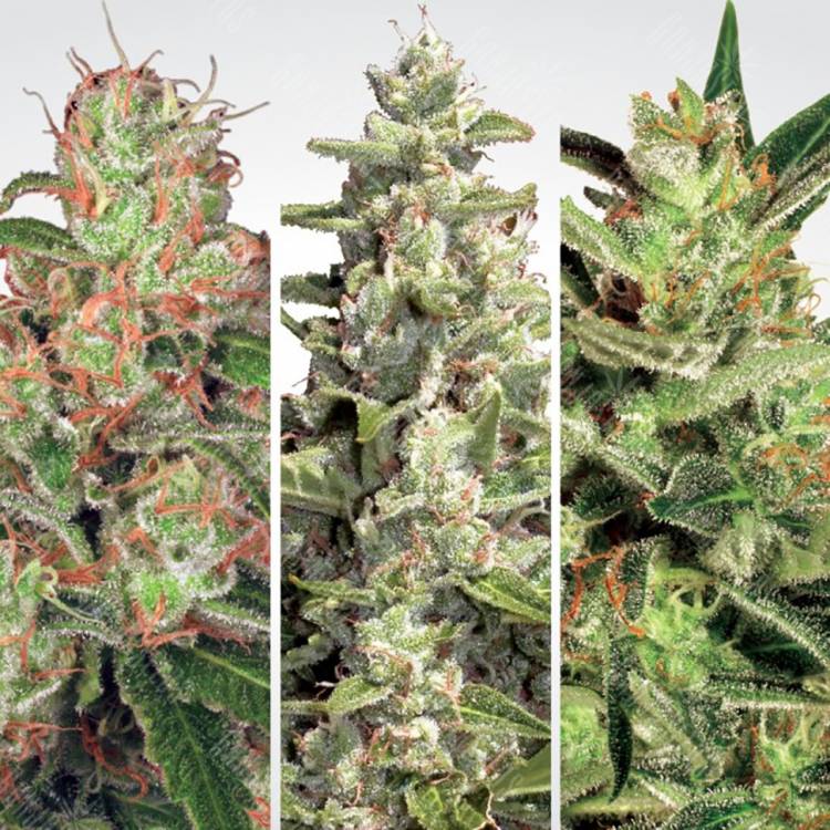 семена конопли индика Auto Collection Pack #2 feminised Paradise Seeds семена конопли индика Auto Collection Pack #2 feminised Paradise Seeds