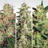семена конопли индика Auto Collection Pack #2 feminised Paradise Seeds семена конопли индика Auto Collection Pack #2 feminised Paradise Seeds