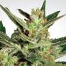 семена конопли курьером Auto Collection Pack #2 feminised Paradise Seeds семена конопли курьером Auto Collection Pack #2 feminised Paradise Seeds