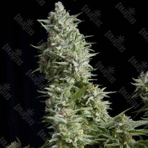 Alpujarrena feminised Pyramid Seeds