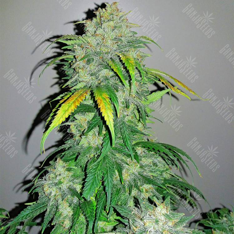 Семена конопли Auto Bubba Kush feminised Ganja Seeds
