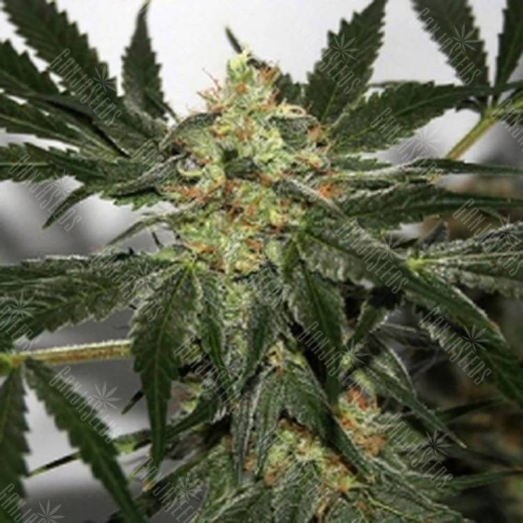 Семена марихуаны Black Domina x Early Skunk feminised Ganja Seeds Семена марихуаны Black Domina x Early Skunk feminised Ganja Seeds