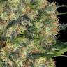 Black Domina x Early Skunk feminised Ganja Seeds Black Domina x Early Skunk feminised Ganja Seeds