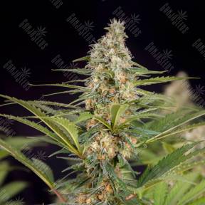 Auto Doctor's Choice feminised Ganja Seeds