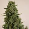 Недорогие семена Auto Doctor's Choice feminised Ganja Seeds Недорогие семена Auto Doctor's Choice feminised Ganja Seeds