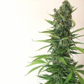 Auto White Goblin feminised Ganja Seeds