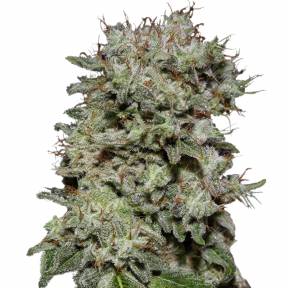 Kalashnikova feminised Green House Seeds