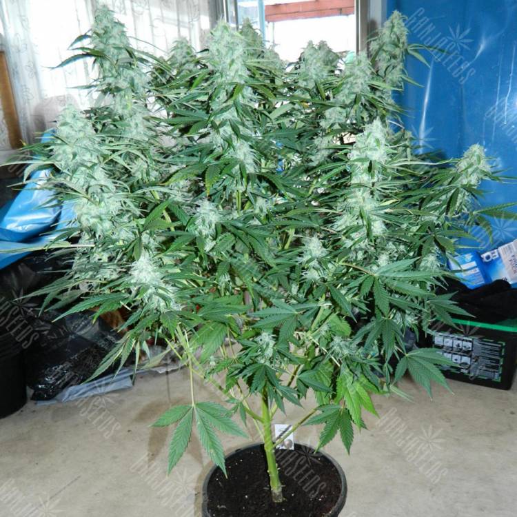Auto StarRyder feminised Dutch Passion Seeds Auto StarRyder feminised Dutch Passion Seeds