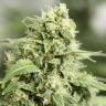 Auto StarRyder feminised Dutch Passion Seeds Auto StarRyder feminised Dutch Passion Seeds