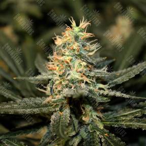 Auto Silver feminised Breeders Community Seeds