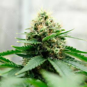 Brazil Amazonia regular Ganja Seeds