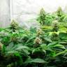 семена конопли гидропоники  Brazil Amazonia regular