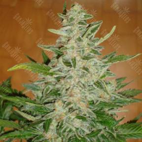 Auto Moby Dick regular Ganja Seeds