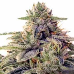 Shiskaberry feminised Barneys Farm