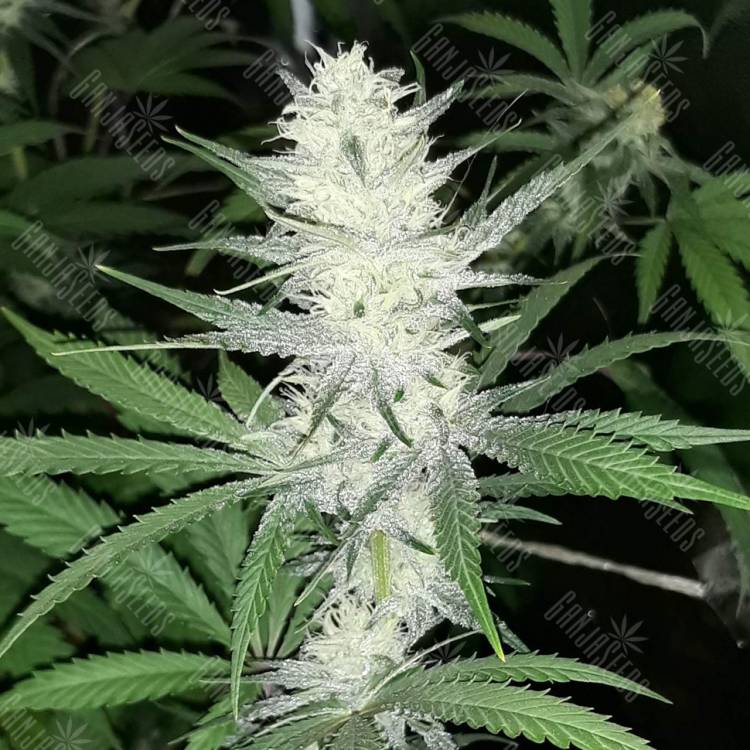 семена конопли в России Malasana Cookies feminised Exotic Seed семена конопли в России Malasana Cookies feminised Exotic Seed