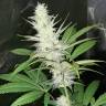 семена конопли Спб Malasana Cookies feminised Exotic Seed семена конопли Спб Malasana Cookies feminised Exotic Seed